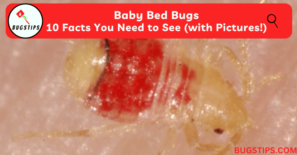 Baby Bed Bugs: 10 Facts You Need to See (with Pictures!)