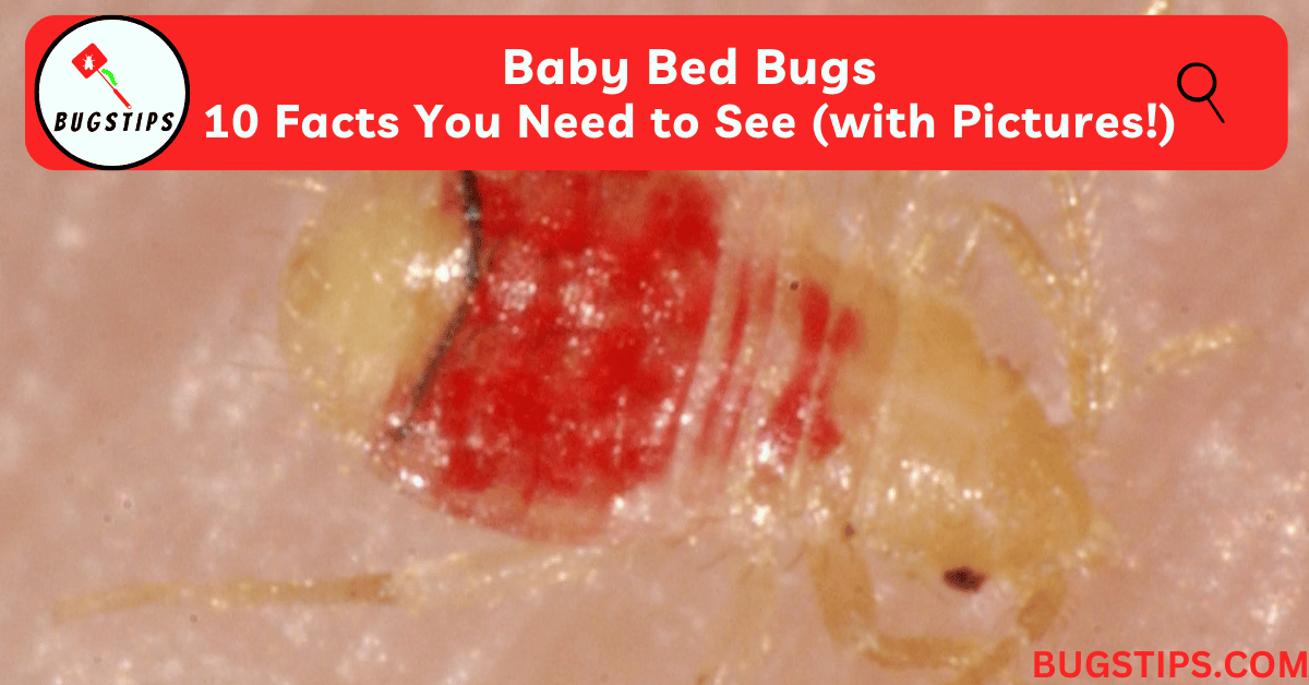 Baby Bed Bugs 10 Facts You Need to See (with Pictures!)