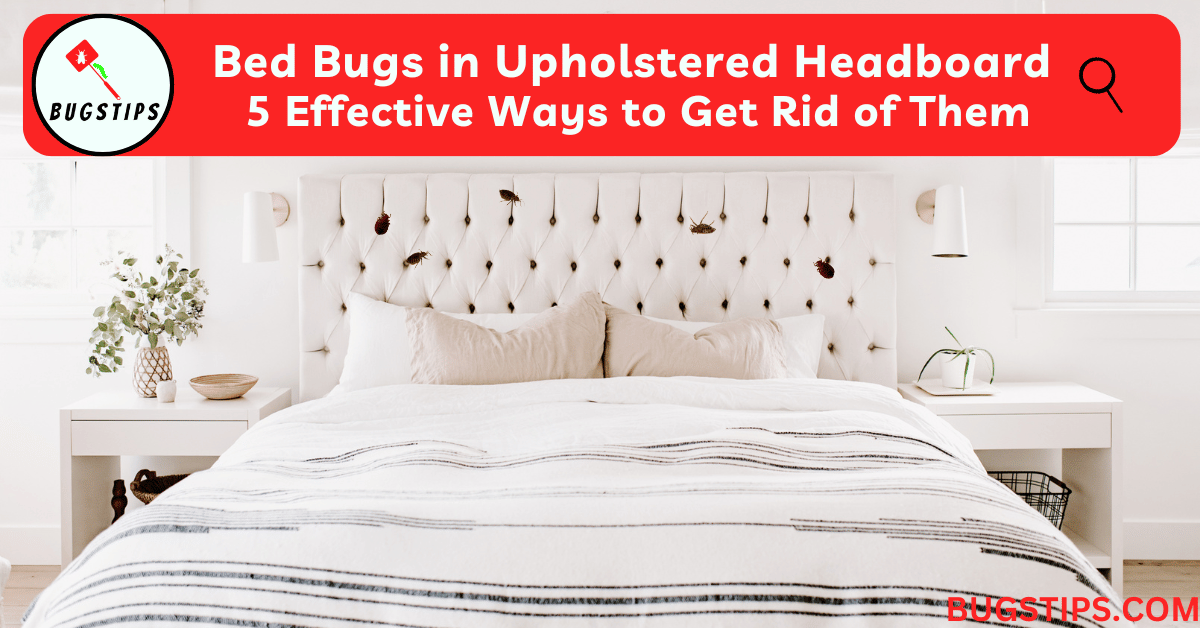 Bed Bugs in Upholstered Headboard