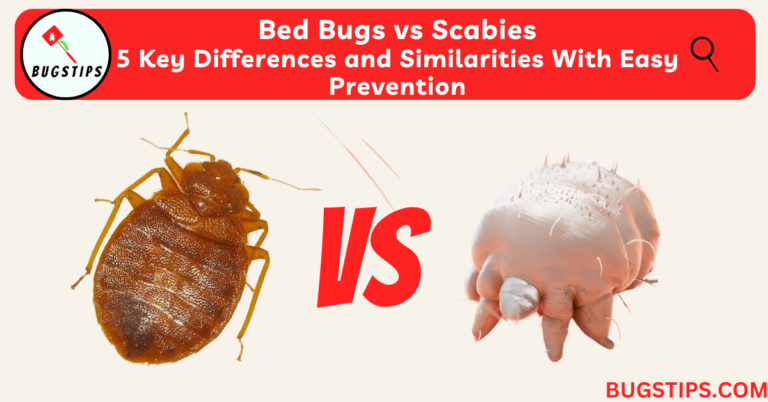 Bed Bugs Vs Scabies - 5 Key Differences And Similarities With Easy ...