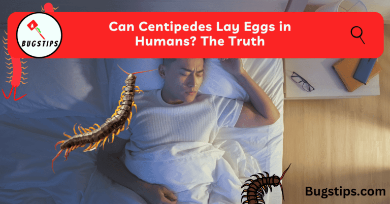 Can Centipedes Lay Eggs in Humans? The Truth - BugsTips