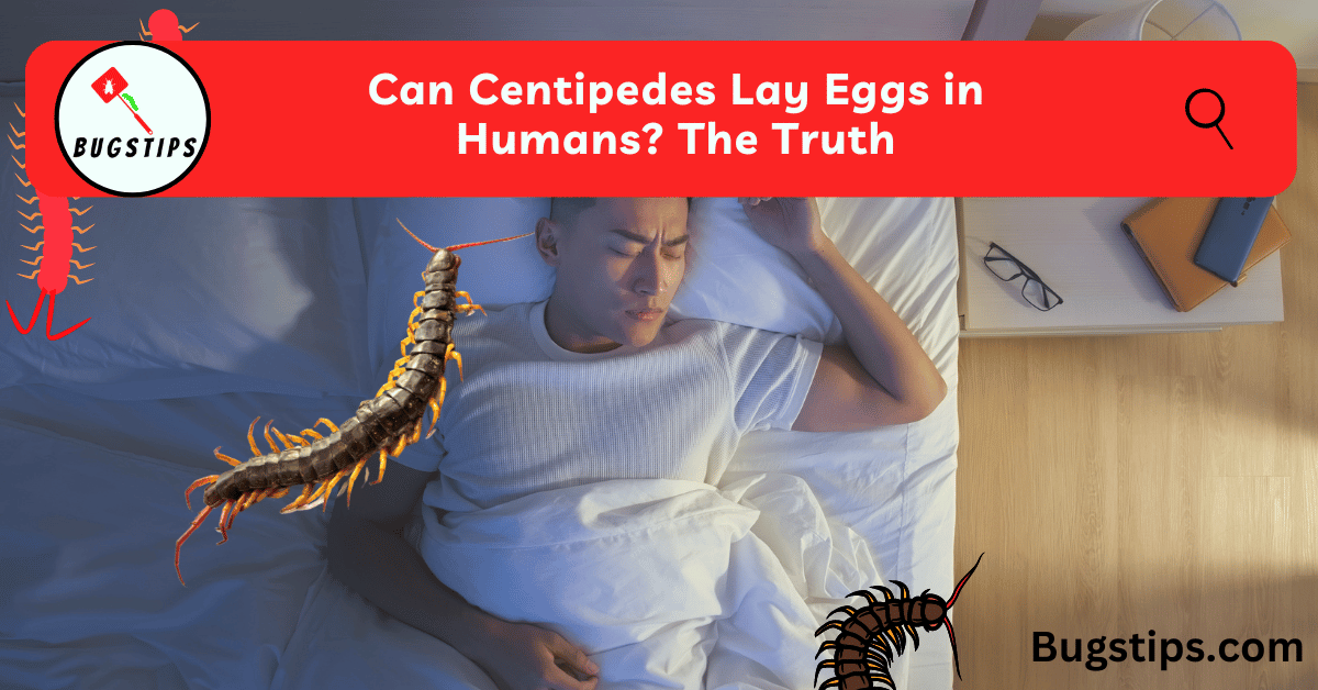 can centipedes lay eggas in humans?