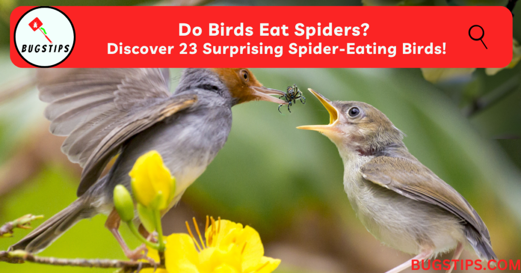 Do Birds Eat Spiders?