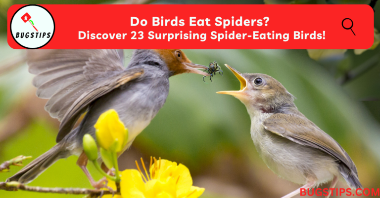 Do Birds Eat Spiders? Discover 23 Surprising Spider-Eating Birds