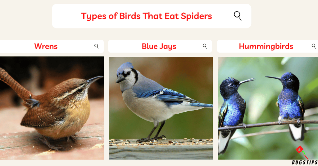 Do birds eat spiders Types of Birds That Eat Spiders 4