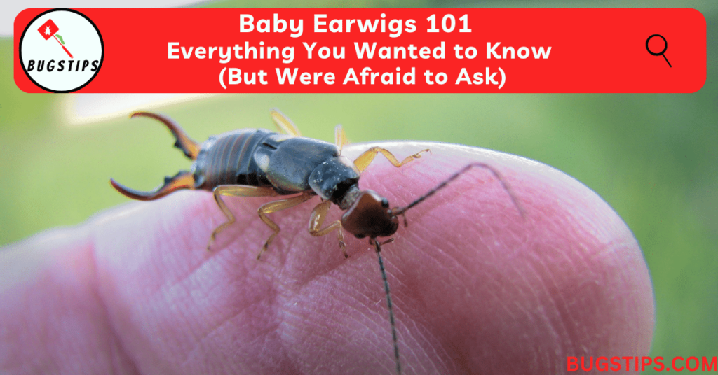 Baby Earwigs 101: Everything You Wanted to Know (But Were Afraid to Ask)