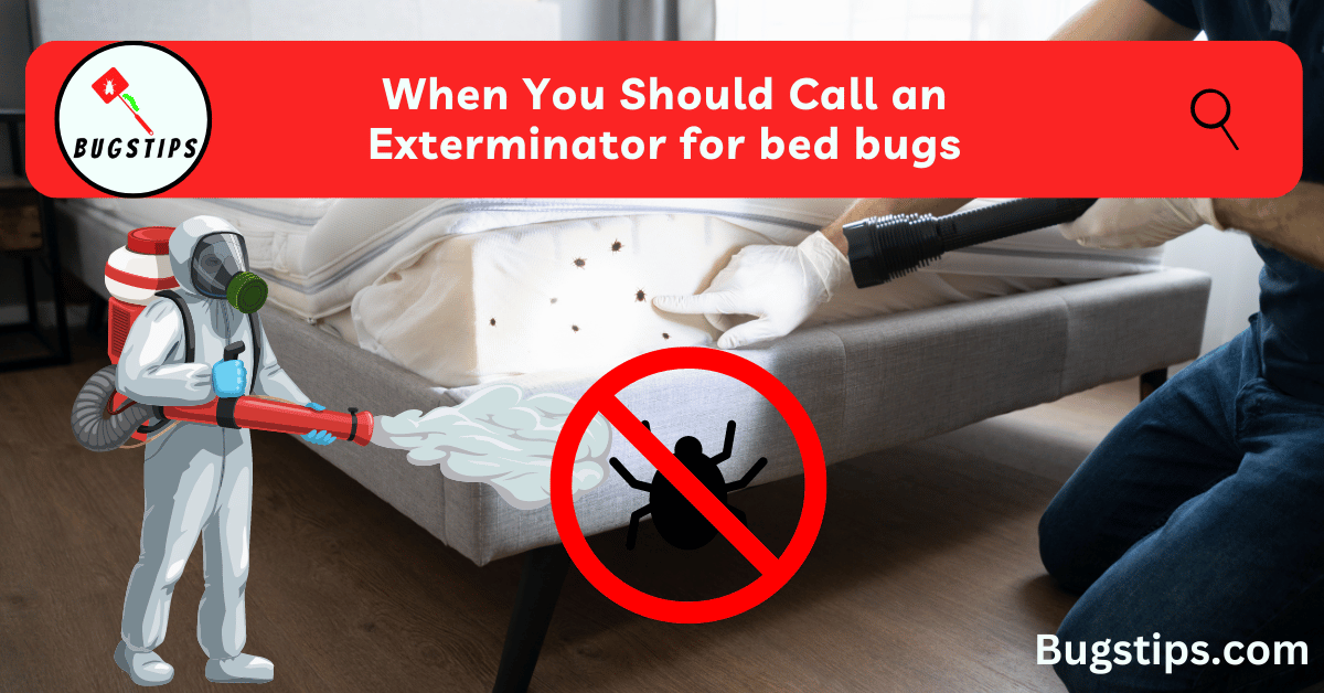 When you should call an exterminator for bed bugs