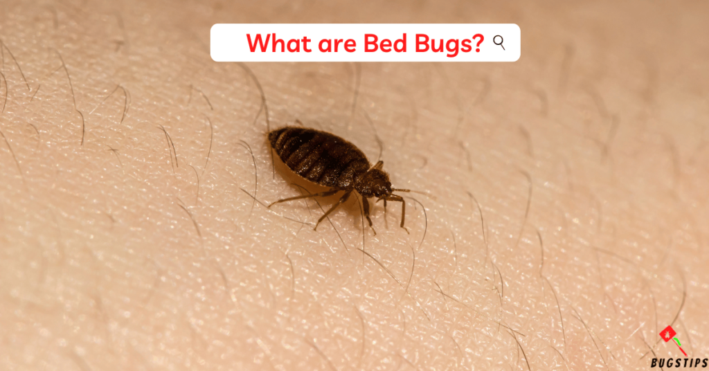 Bed Bugs vs Scabies (Bed bugs)