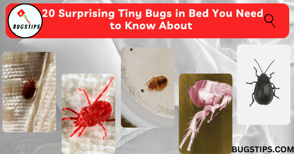  Tiny Bugs in Bed 