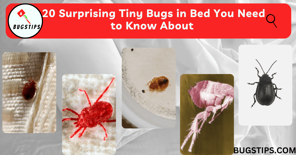 20 Surprising Tiny Bugs in Bed You Need to Know About (And How to Get Rid of Them)