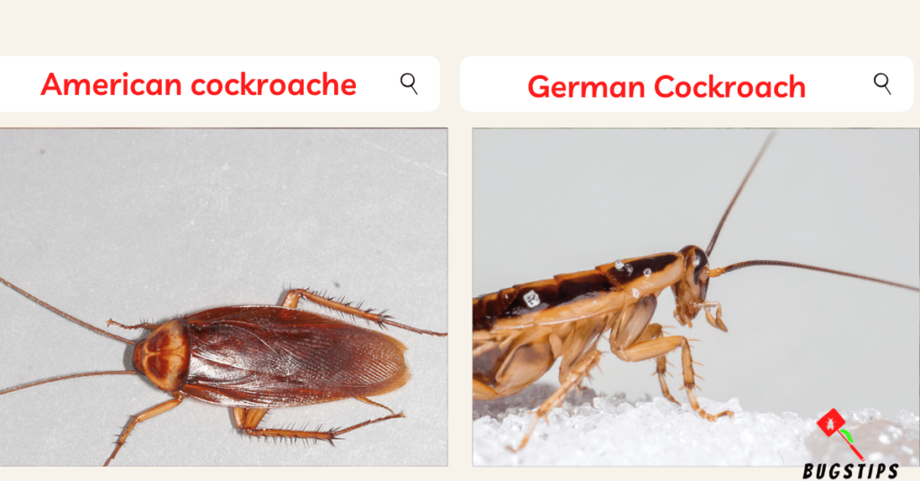 American Cockroach & German Cockroach