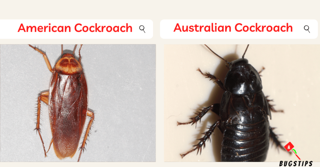American Cockroach & Australian Cockroach