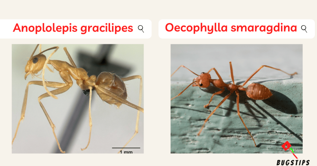Anoplolepis gracilipes & Oecophylla smaragdina (Yellow Crazy Ant & Green Ant)