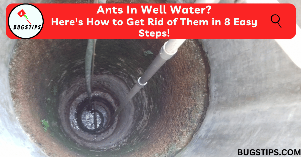 Ants in Well Water? Here's How to Get Rid of Them in 8 Easy Steps!