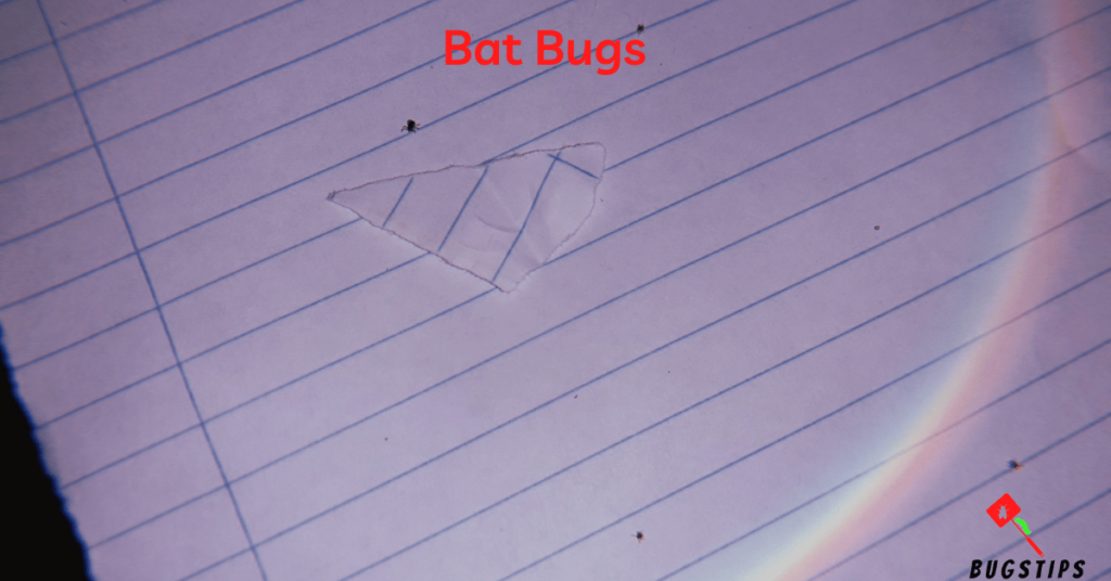 Bat Bugs - Tiny Bugs in Bed