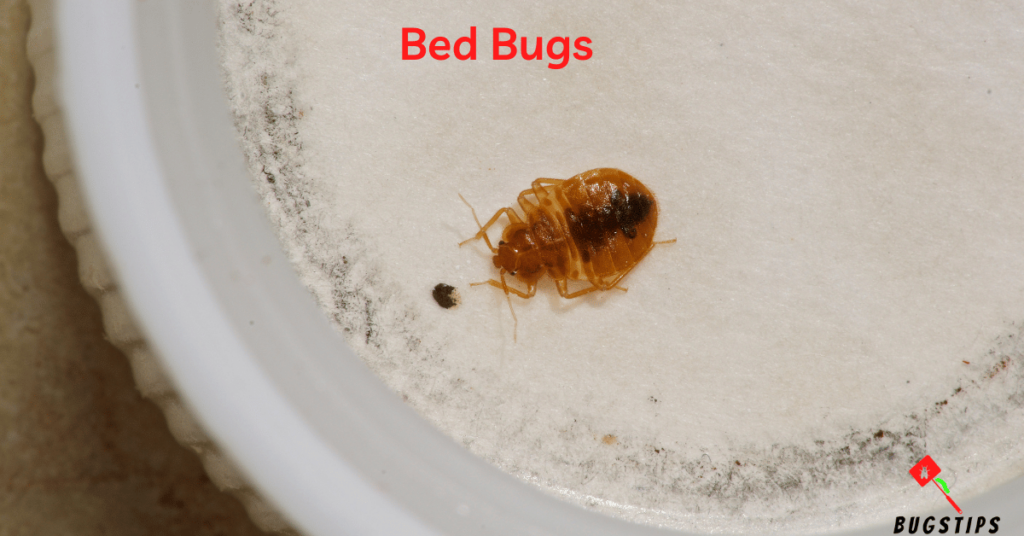 Bed bugs