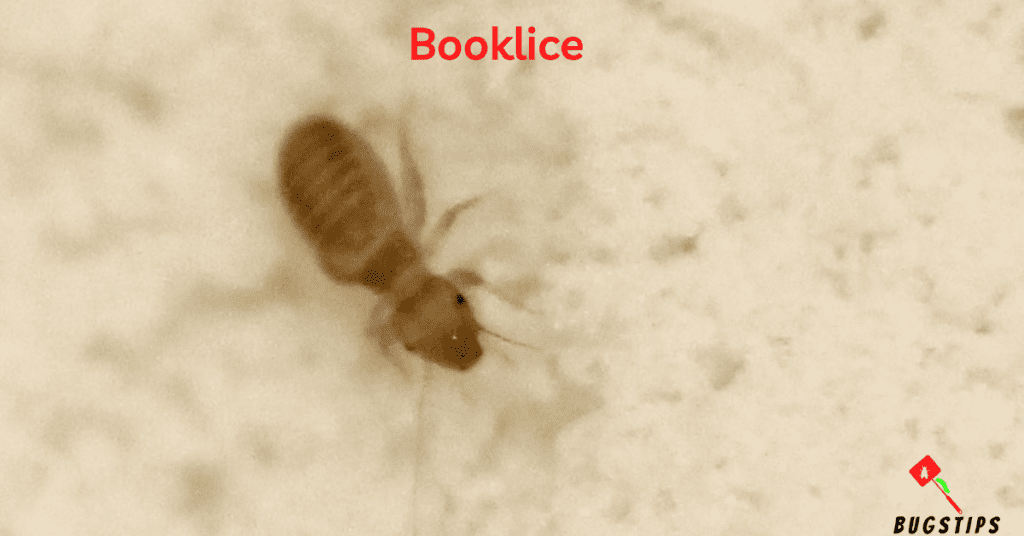 Booklice - Tiny Bugs in Bed