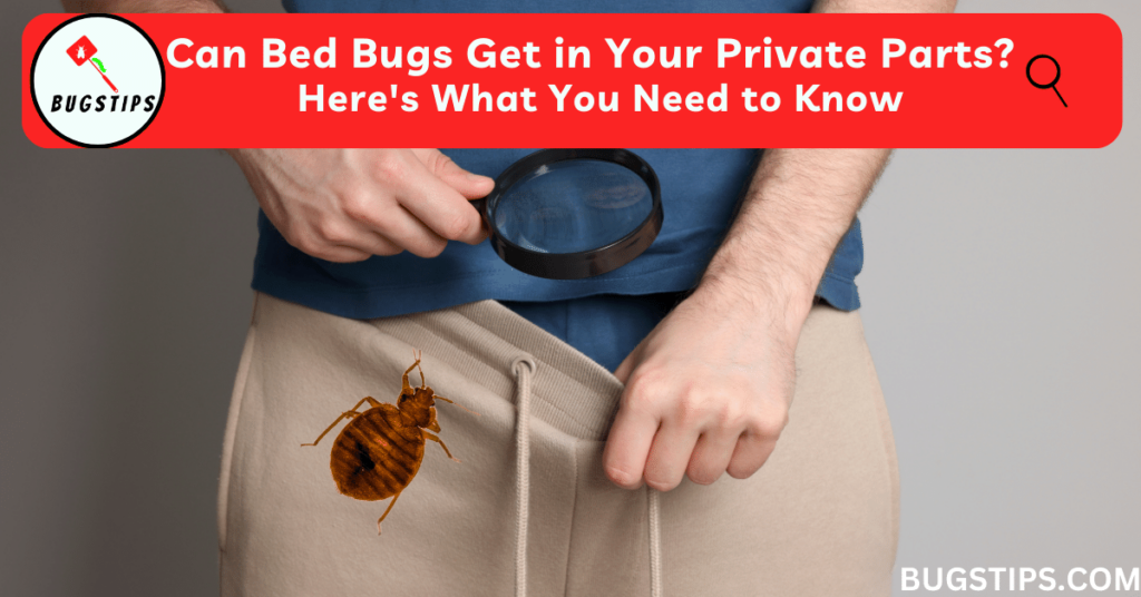 Can Bed Bugs Get in Your Private Parts?