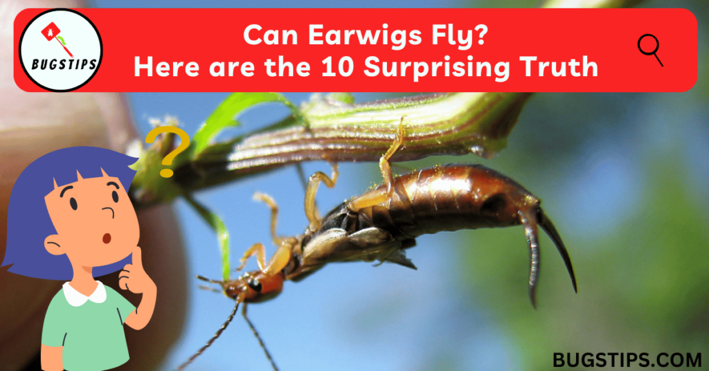 Can Earwigs Fly? Here are the 10 Surprising Truth About These Crawling Insects