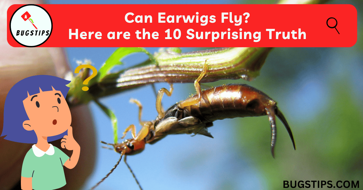 Can Earwigs Fly?