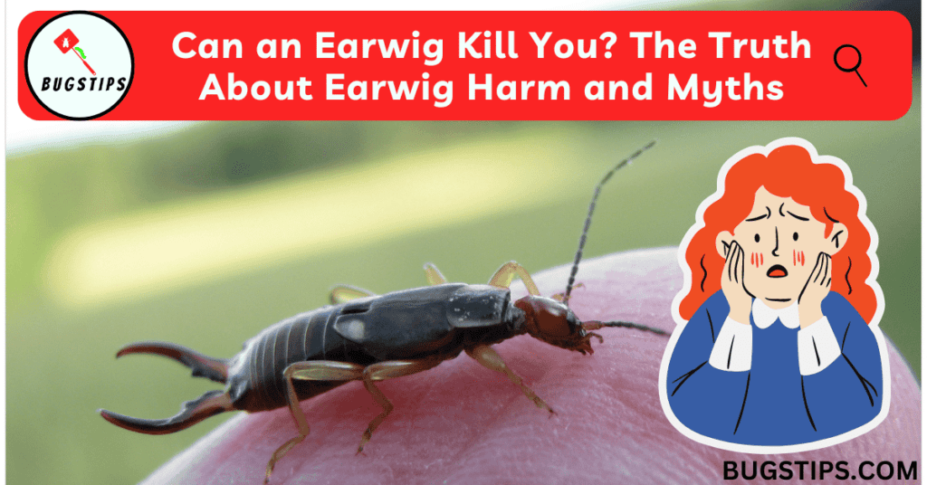 Can an Earwig Kill You? The Truth About Earwig Harm and Myths