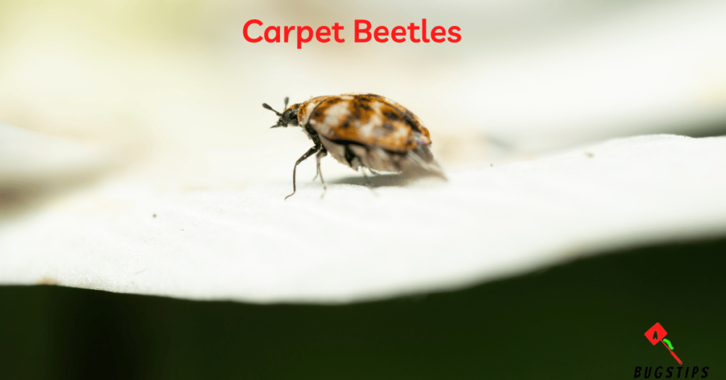 Carpet Beetles - Tiny Bugs inn Bed