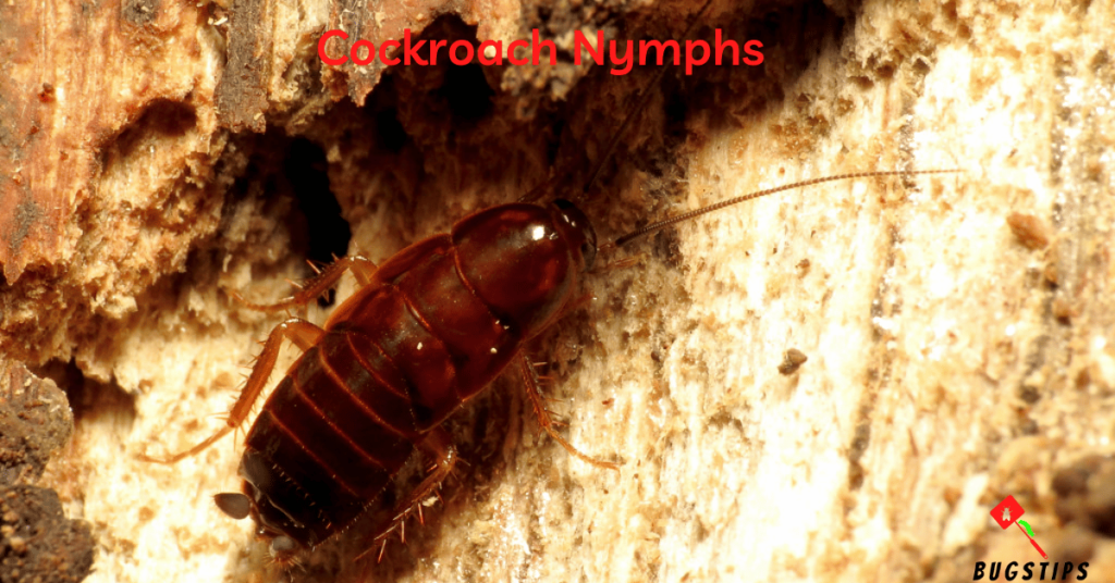 Cockroach Nymphs - Tiny Bugs in Bed