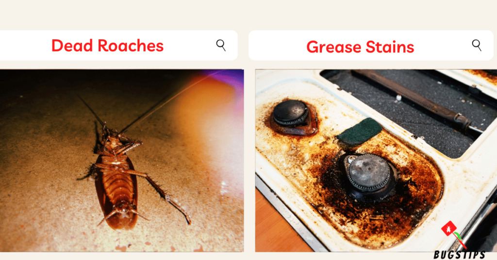 Roaches in microwave - Dead Roaches & Grease stains