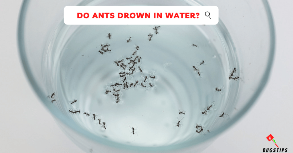 Do Ants Drown in Water?