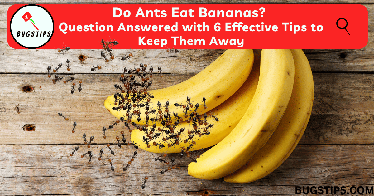 Do Ants Eat Bananas: Question Answered with 6 Effective Tips to Keep Them Away