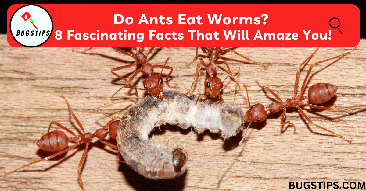 Do Ants Eat Worms?