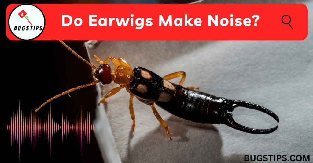 Do earwigs make noise