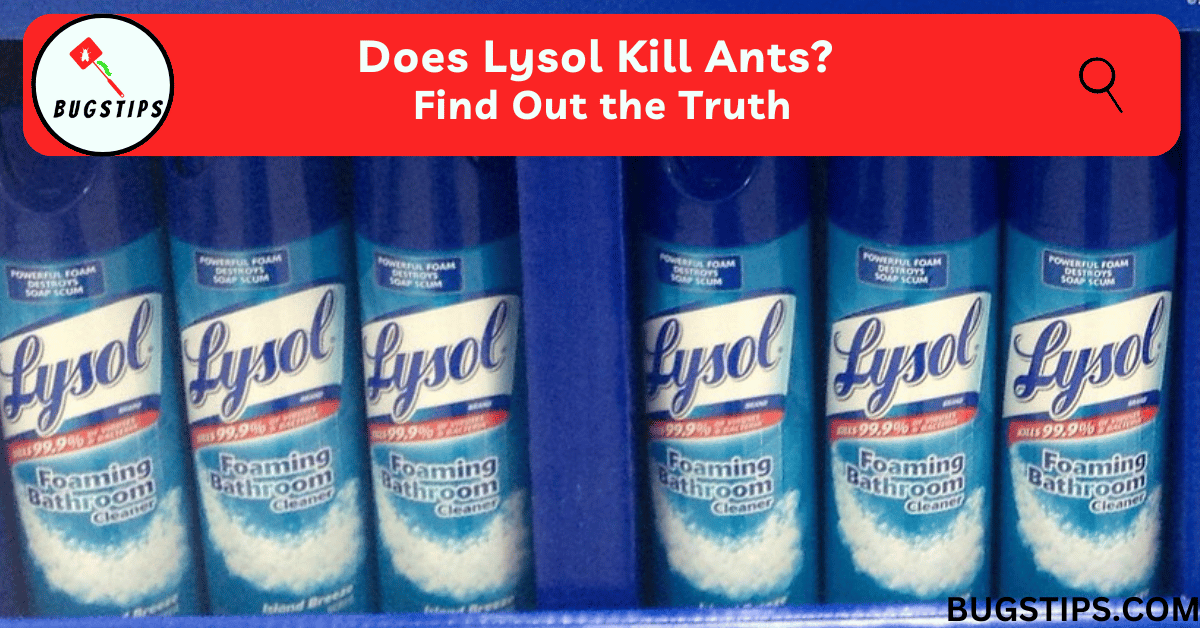 Does Lysol kill ants?