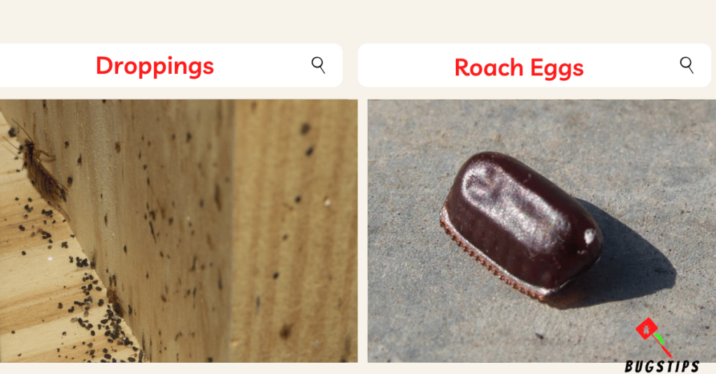 Roaches in microwave - Droppings & Roach Eggs