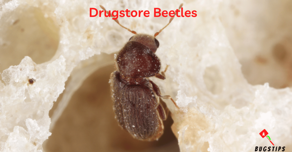 Drugstore Beetles - Tiny Bugs in Bed