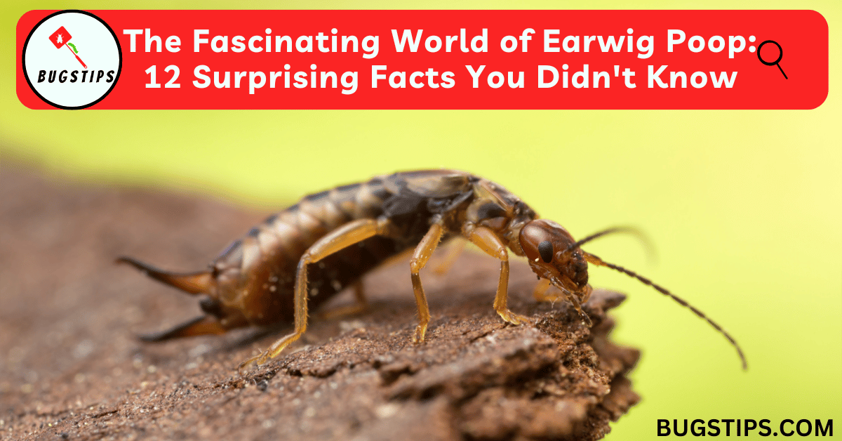 Earwig Poop: 12 Surprising Facts You Didn't Know