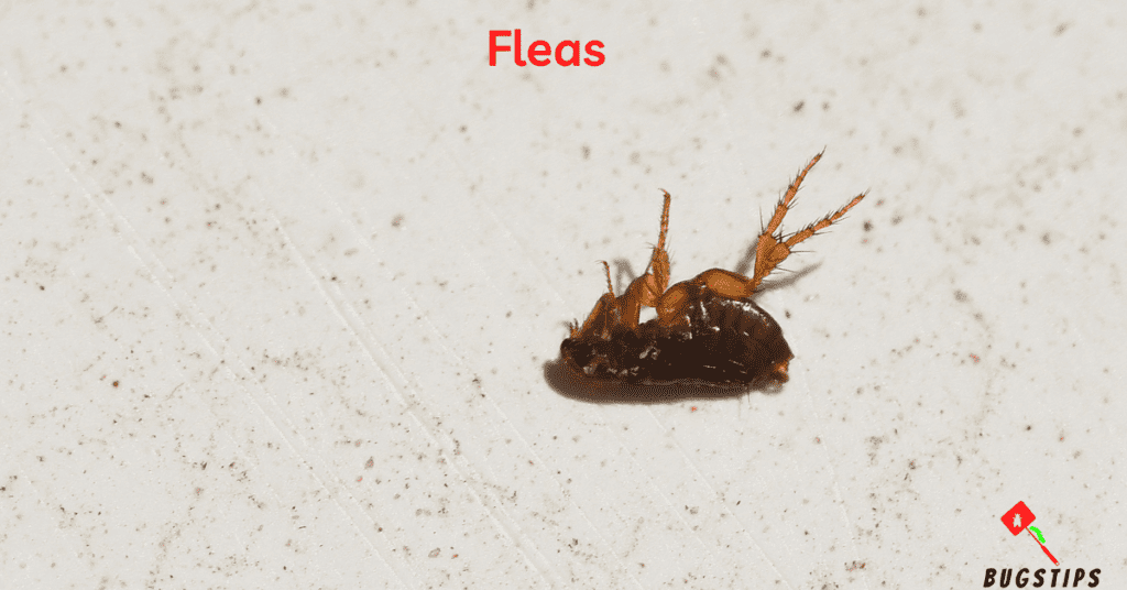 Fleas - Tiny Bugs in Bed