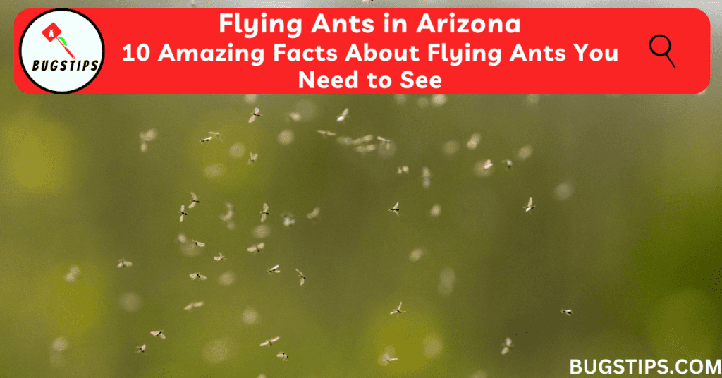 Flying Ants in Arizona: 10 Amazing Facts About Flying Ants You Need to See