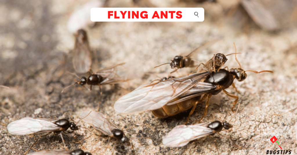 Flying Ants in Arizona