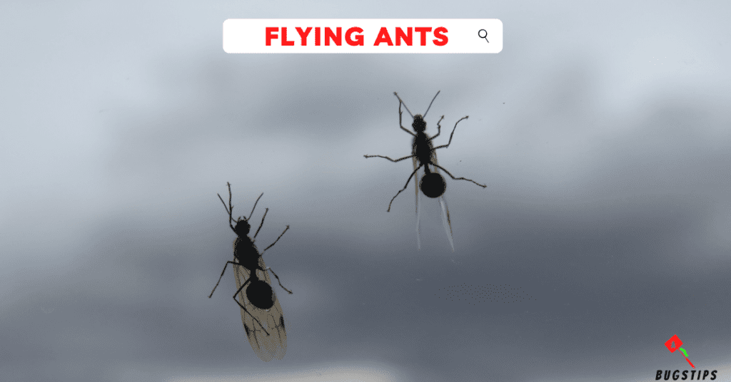 Flying ants in arizona