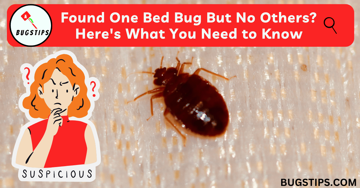 Found One Bed Bug But No Others