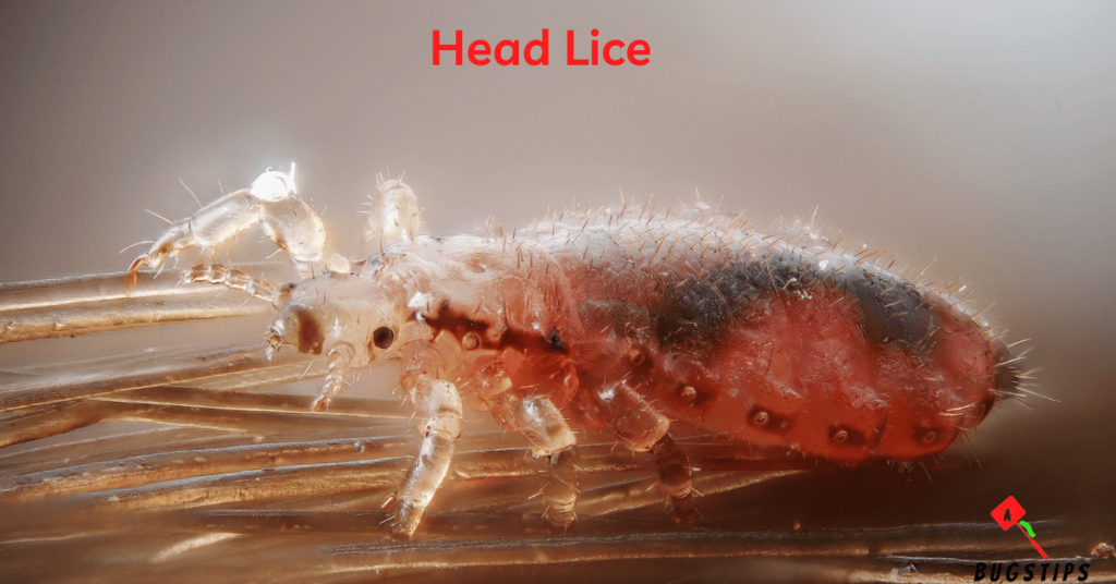 Head Lice - Tiny Bugs in Bed