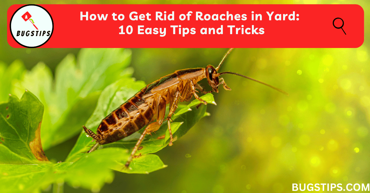 How to Get Rid of Roaches in Yard: