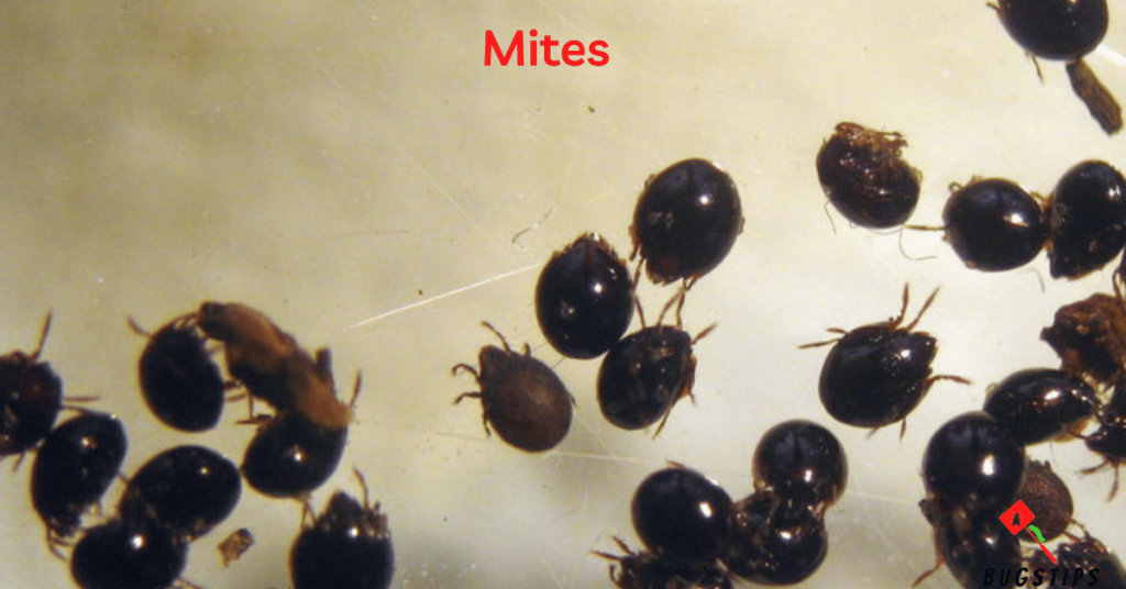 Mites - Tiny Bugs in Bed