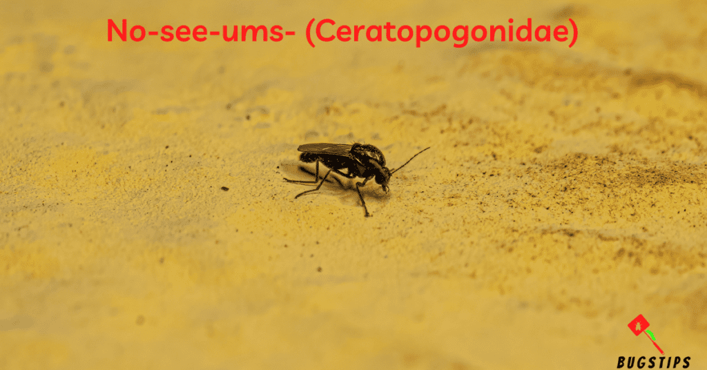 No-see-ums ( Ceratopogonidae ) - Tiny Bugs in Bed