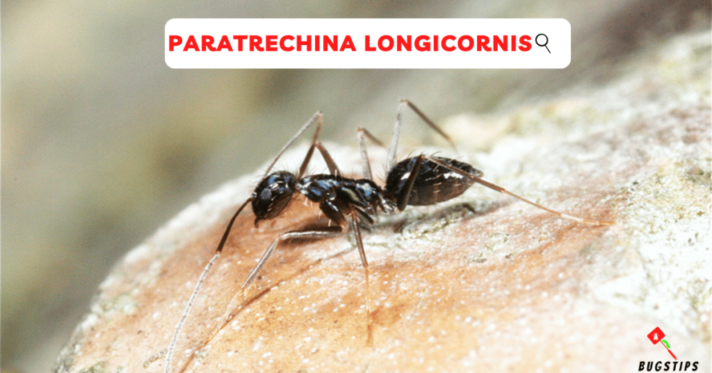 Paraterechina Longicornis - Longhorn crazy ant