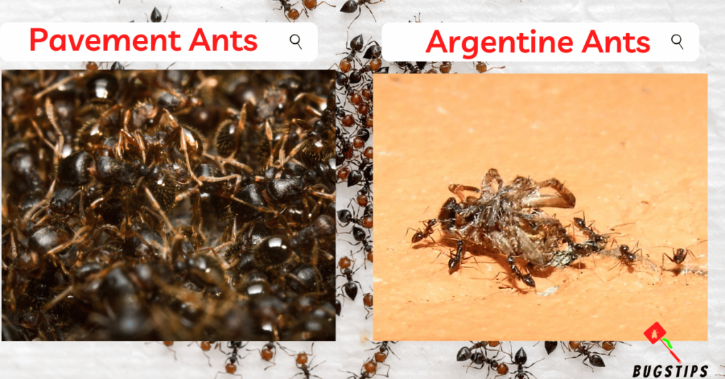 Pavement Ants & Argentine Ants