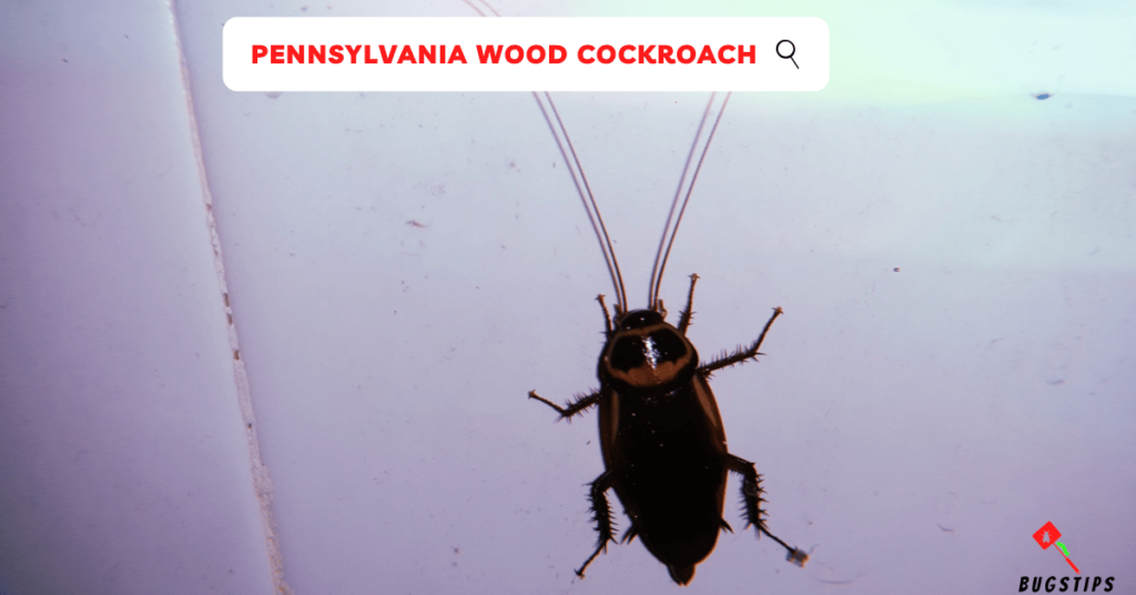 Pennsylvania Wood Cockroach