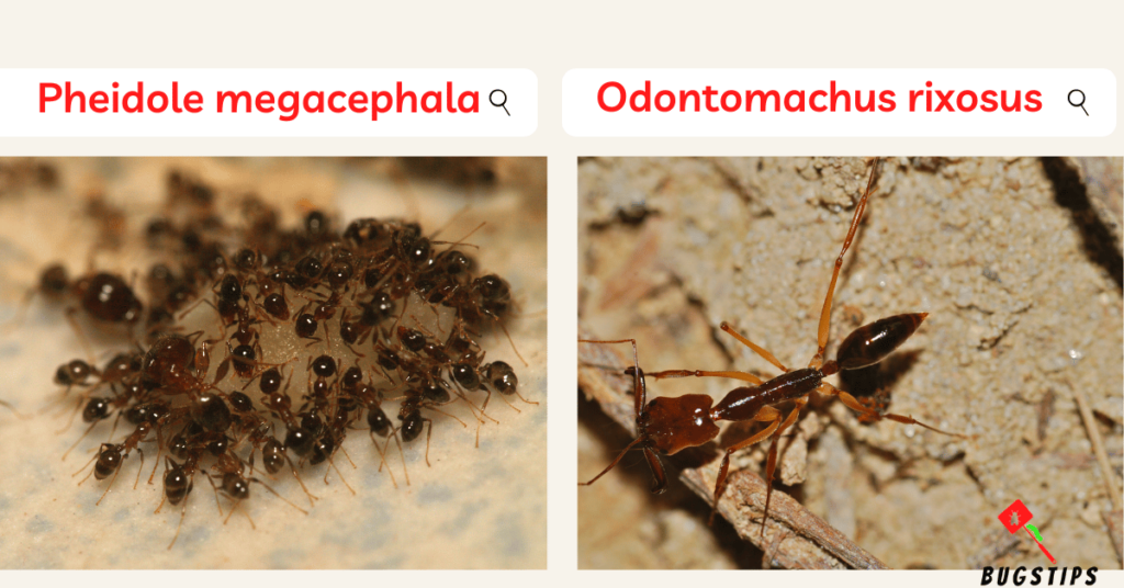 Pheidole megacephala & Odontomachus rixosus ( Big Headed Ant & Trap Jaw Ant)