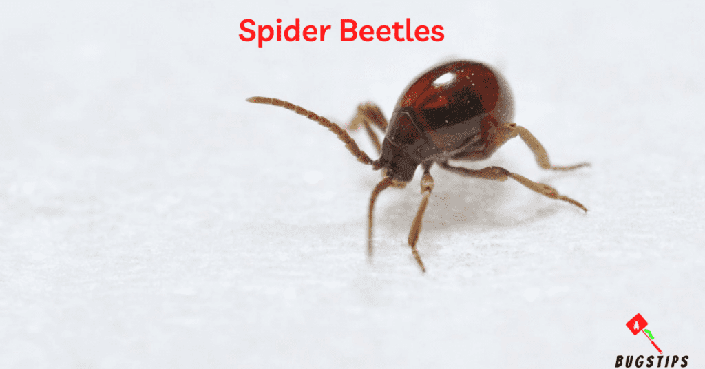 Spider Beetles - Tiny Bugs in Bed